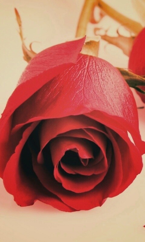 Две красные розы обои