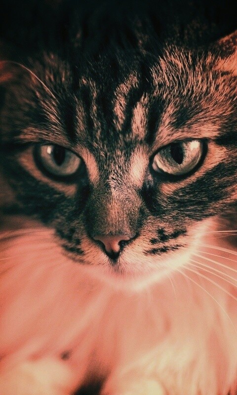 Суровый кот обои