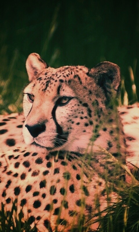 Два изящных гепард в природе обои