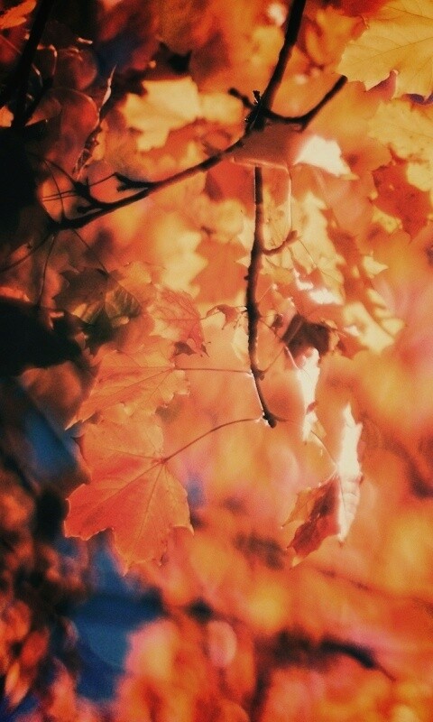 Жёлтые листья обои