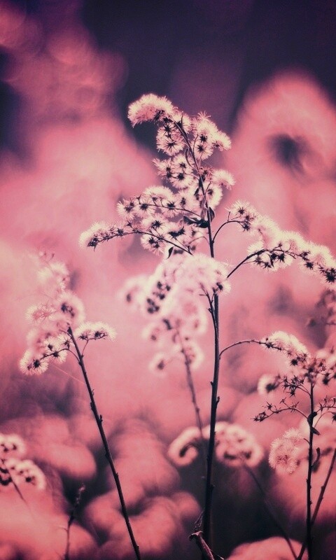 Сиреневые цветы обои