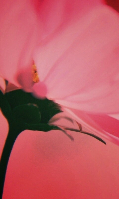 Розовый цветок обои