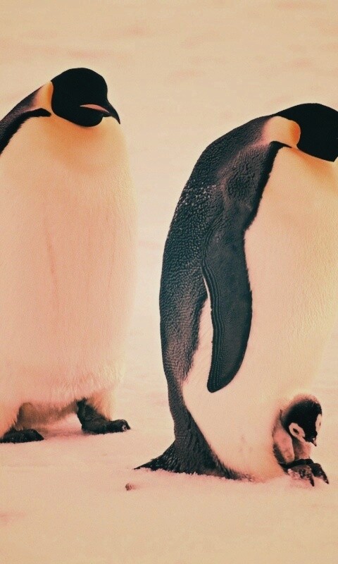 Семья пингвинов обои