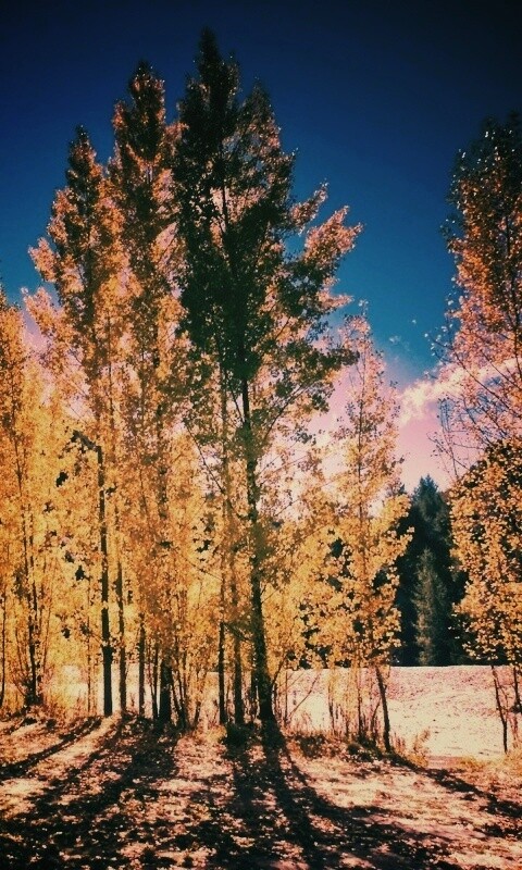 Осень в Новой Зеландии обои