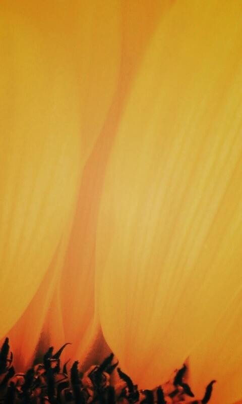 Жёлтый цветок обои