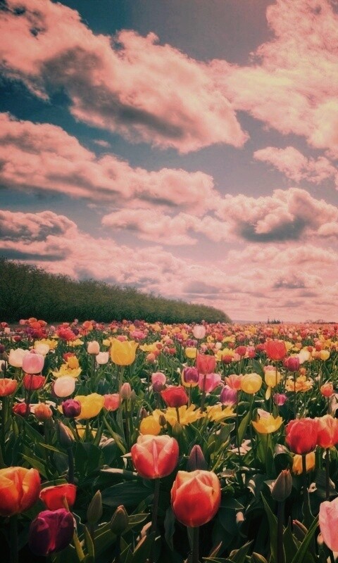 Поле тюльпанов обои