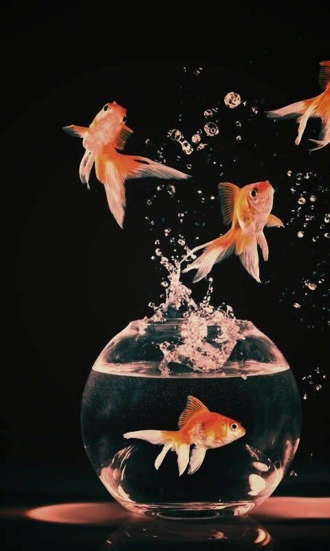 Аквариумы жонглируют рыбами обои