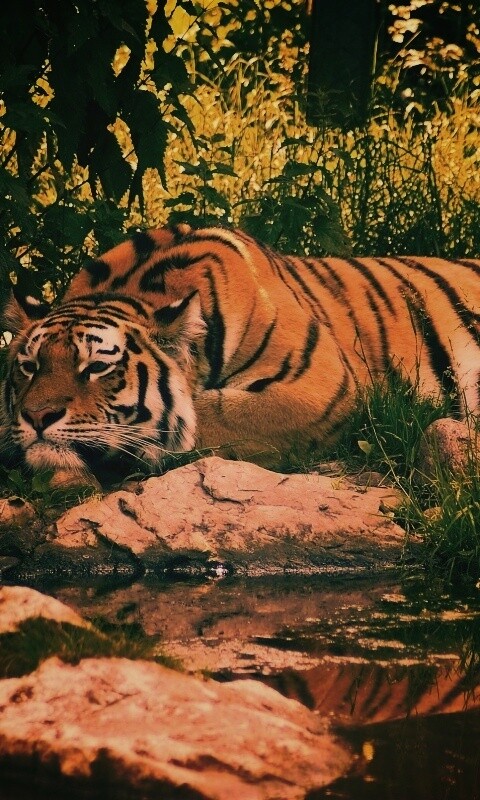 Тигр отдыхает обои