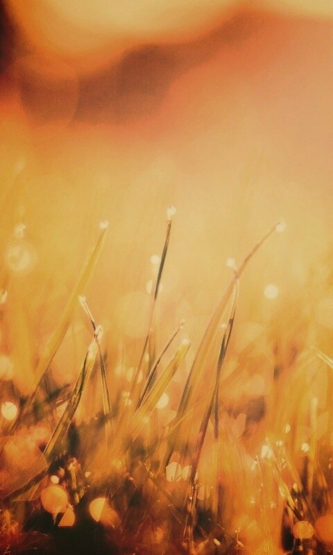 Красивая сочная трава обои