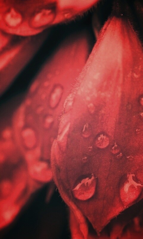 Лепестки обои