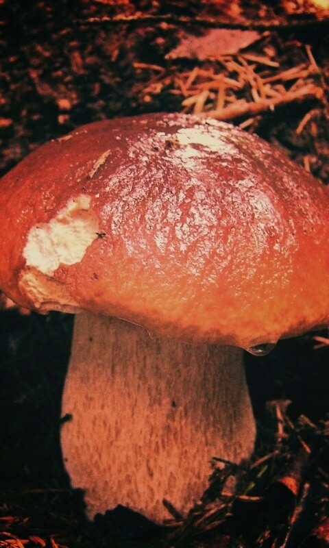 Белый гриб обои