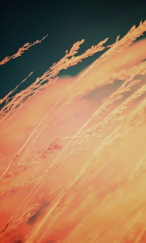 Колосья обои