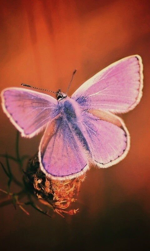 Бабочка с фиолетовыми крыльями обои