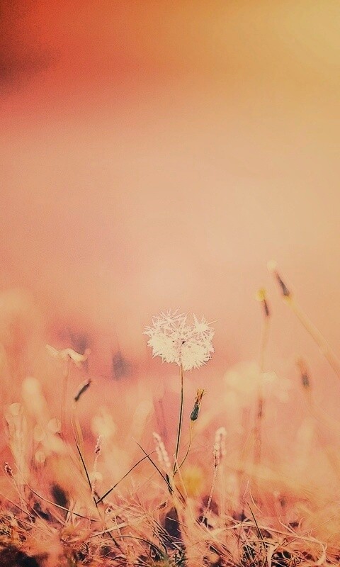 Летняя трава обои