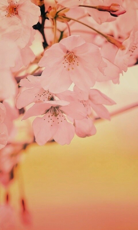 Цветение вишни обои