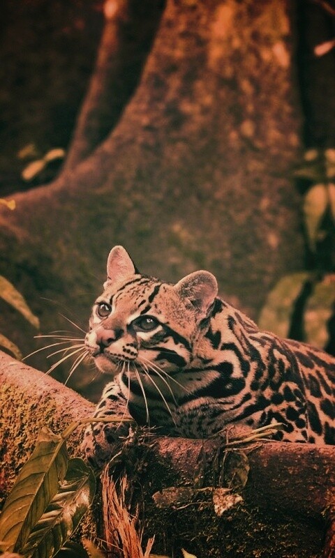 Оцелот обои