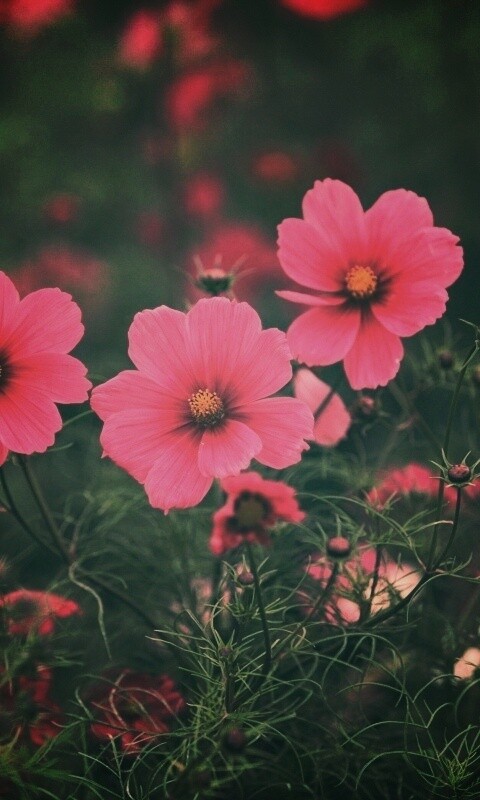 Яркие розовые цветы обои