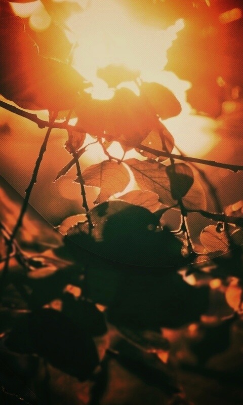 Солнце пробивается сквозь листву обои