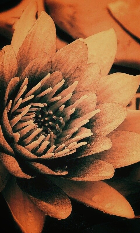 Кувшинка обои