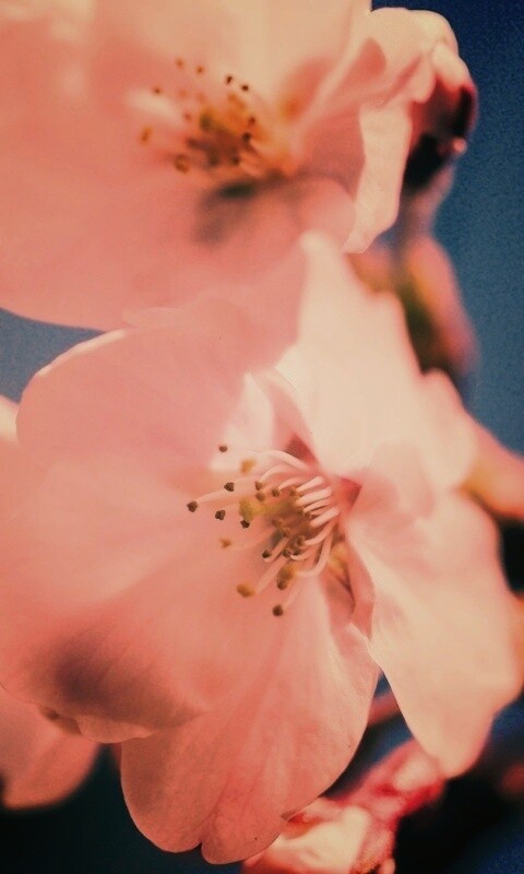 Нежные белые цветы обои