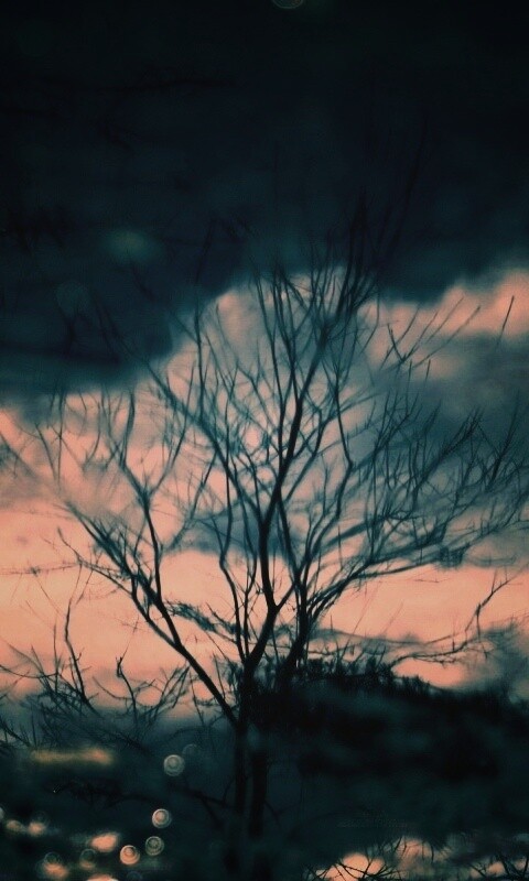 Голые деревья обои