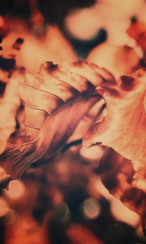 Засохший лист обои