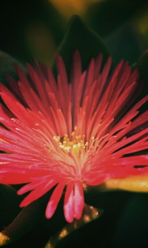 Чудесный цветок обои