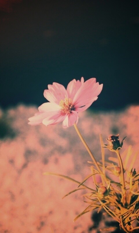 Полевой цветок обои