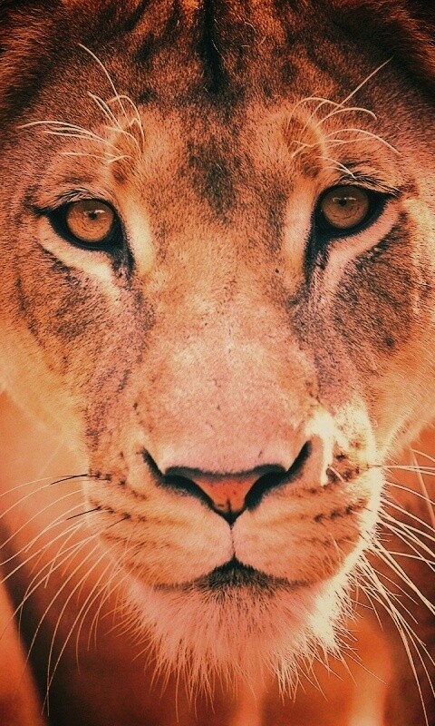 Портрет хищника обои