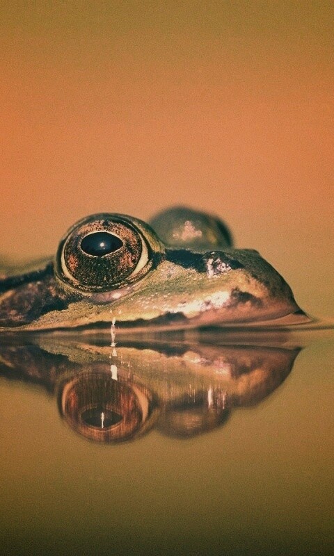 Лягушка обои