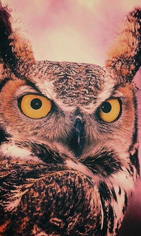 Орлиная сова обои