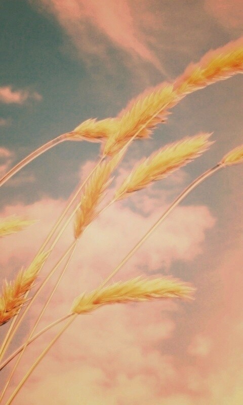Колосья обои