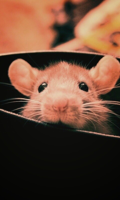 Мышонок выглядывает из ботинка обои