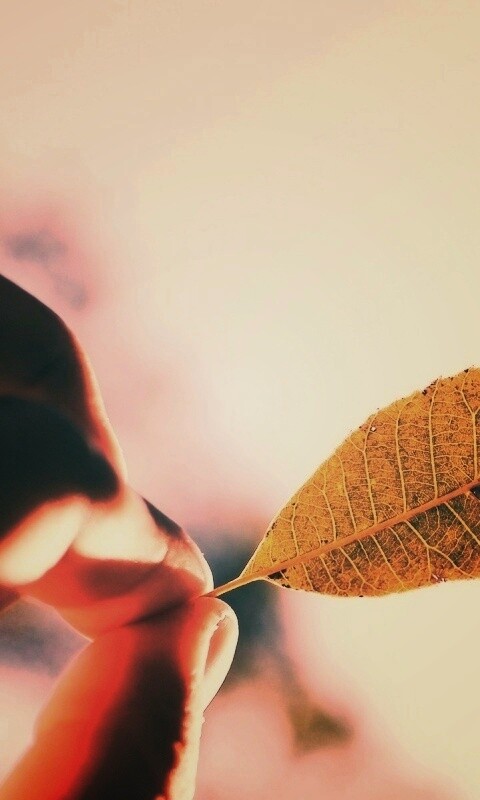 Листик в пальцах обои