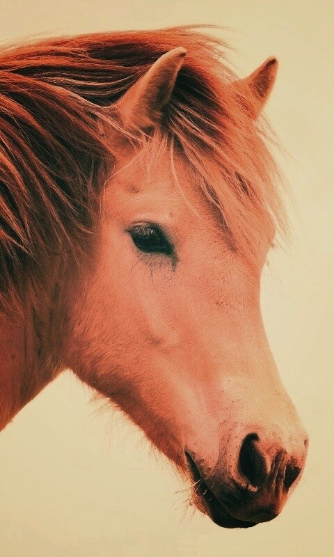 Гривастый конь обои