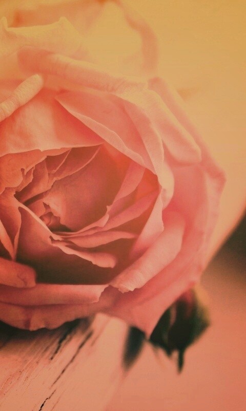 Бутон нежной розы обои