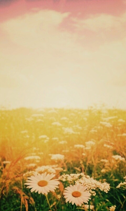 Поле ромашек обои