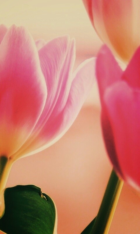 Тюльпаны обои