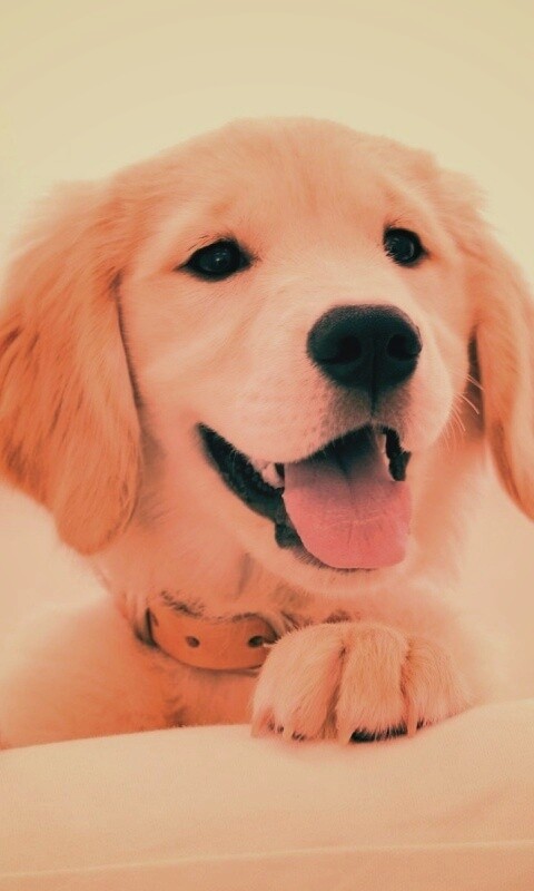 Щенок голден ретривера обои
