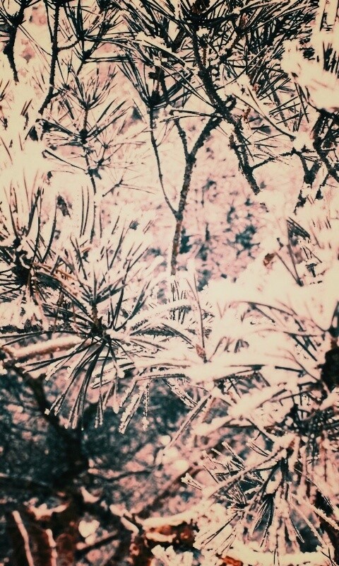 Фото сосны обои