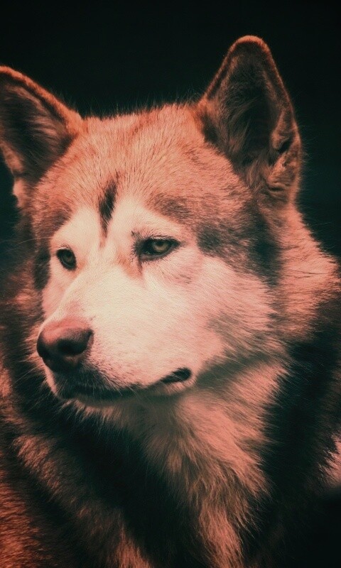 Собака с грустным взглядом обои