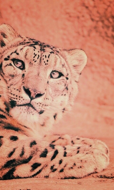 Снежный леопард обои