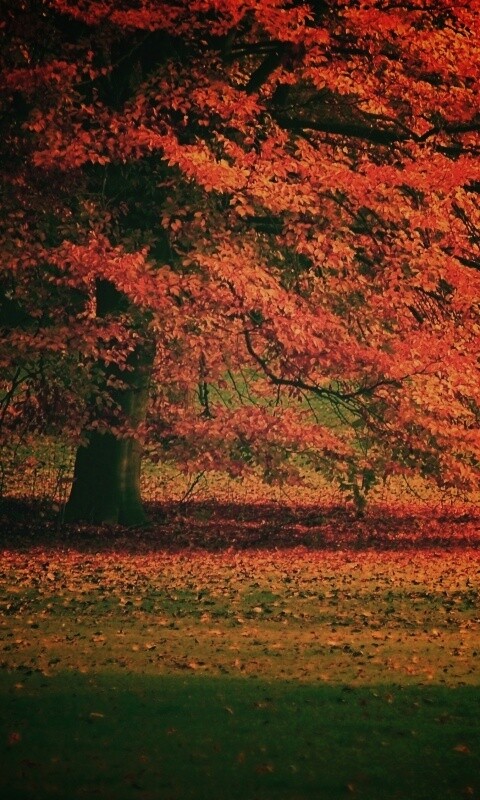 Пожелтевшее дерево с облетающей листвой обои