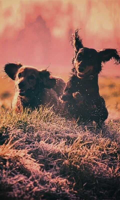 Весёлые таксы обои