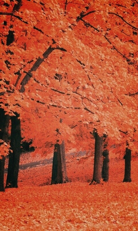 Парковая осень обои