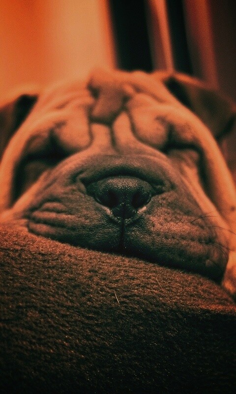 Щенок шарпея спит обои