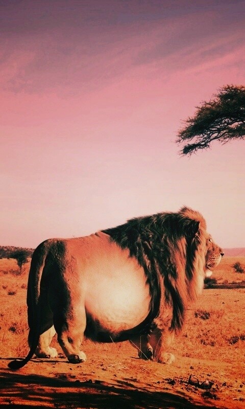 Толстый лев обои