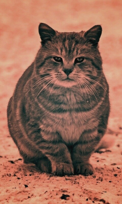 Тяжелый взгляд котэ обои