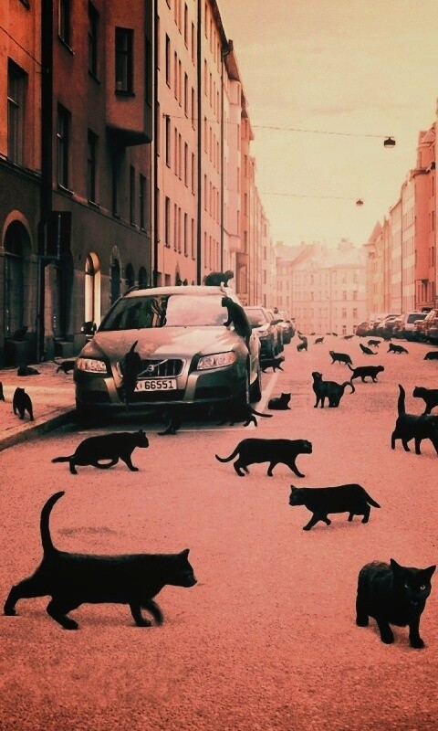 Город кошек обои