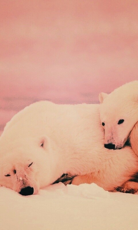 Белые мишки спят обои